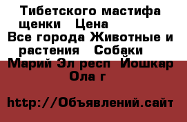  Тибетского мастифа щенки › Цена ­ 10 000 - Все города Животные и растения » Собаки   . Марий Эл респ.,Йошкар-Ола г.